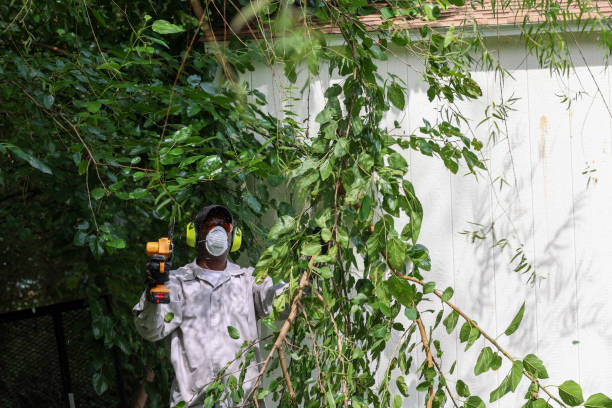 Best Tree Maintenance Programs  in North Laurel, MD