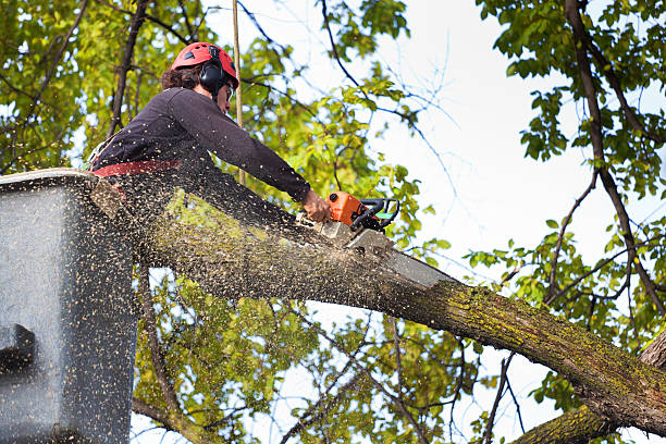 Best Tree Trimming and Pruning  in North Laurel, MD